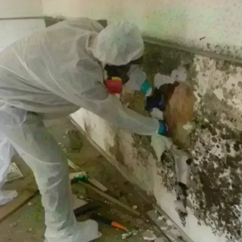 Mold Remediation and Removal in Woodcreek, TX